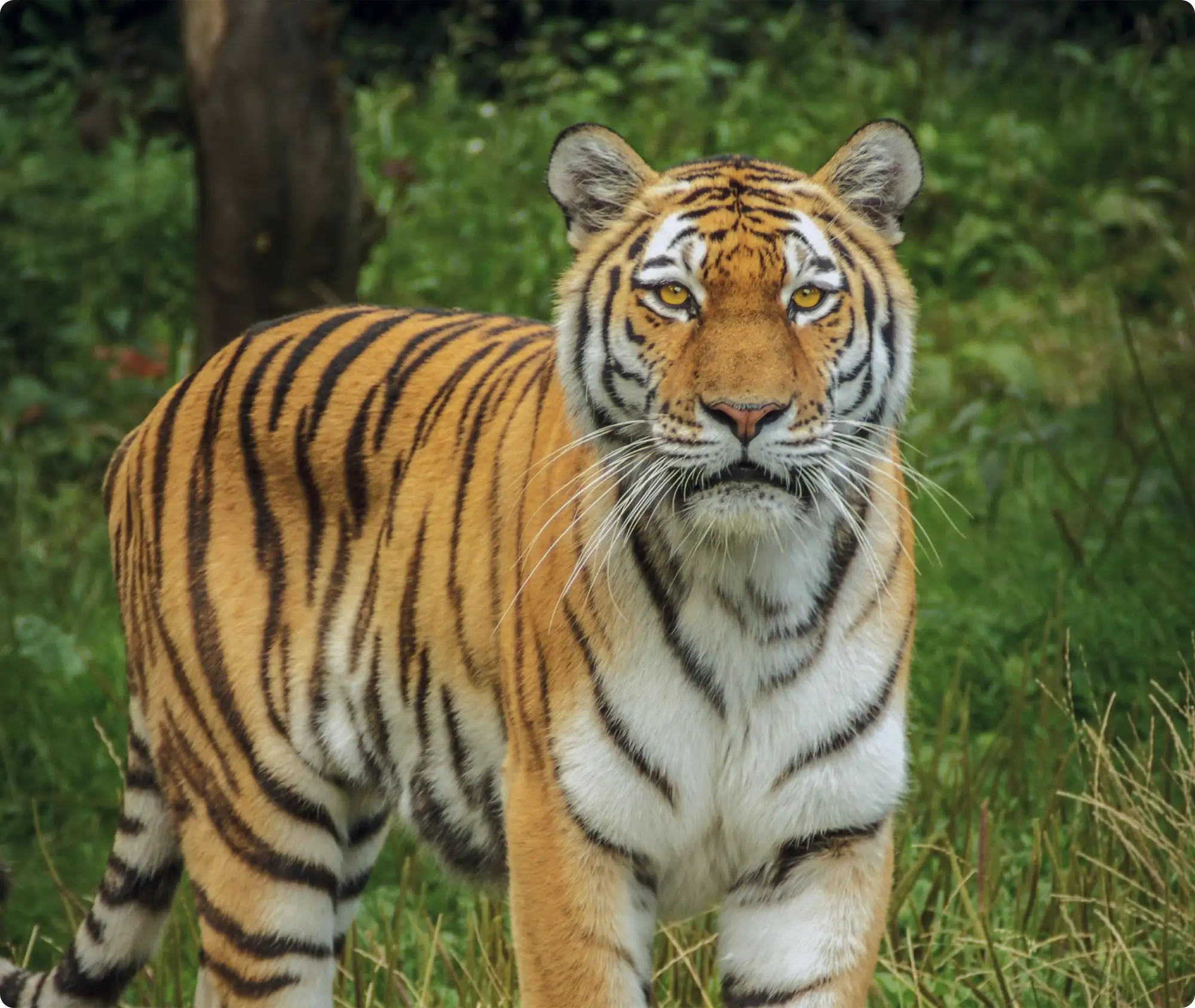 Wildlife tourism experience within ERAYA Hospitality, image 2